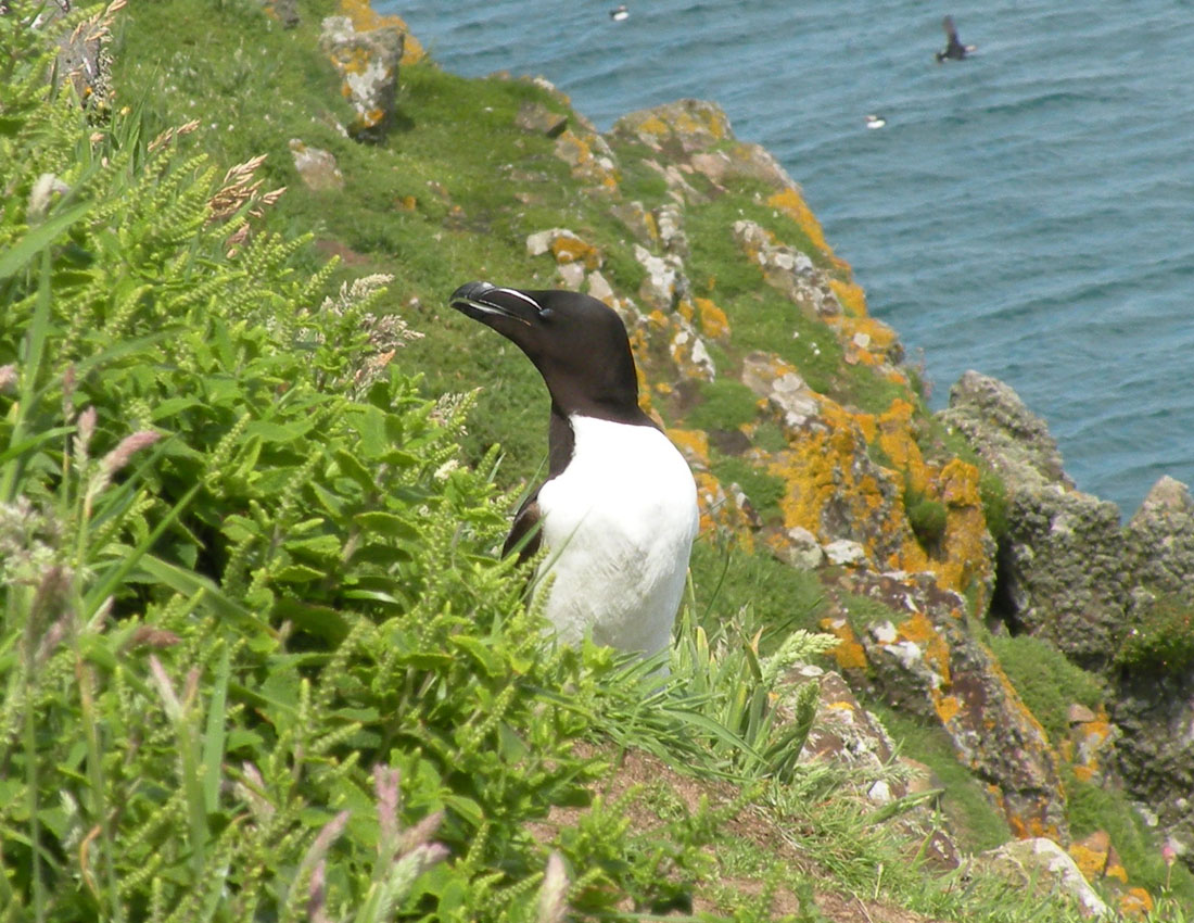 Gita all''isola di Skomer (Galles)